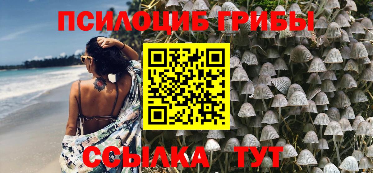 Псилоцибиновые грибы Psilocybine cubensis Сальск